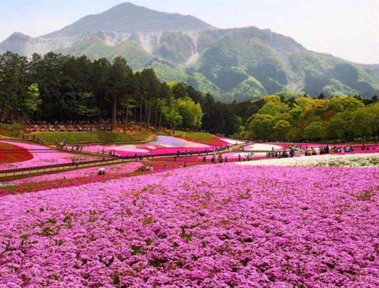 埼玉県のふるさと納税 産地の宿ランキングと一緒にご紹介！｜やどらん。